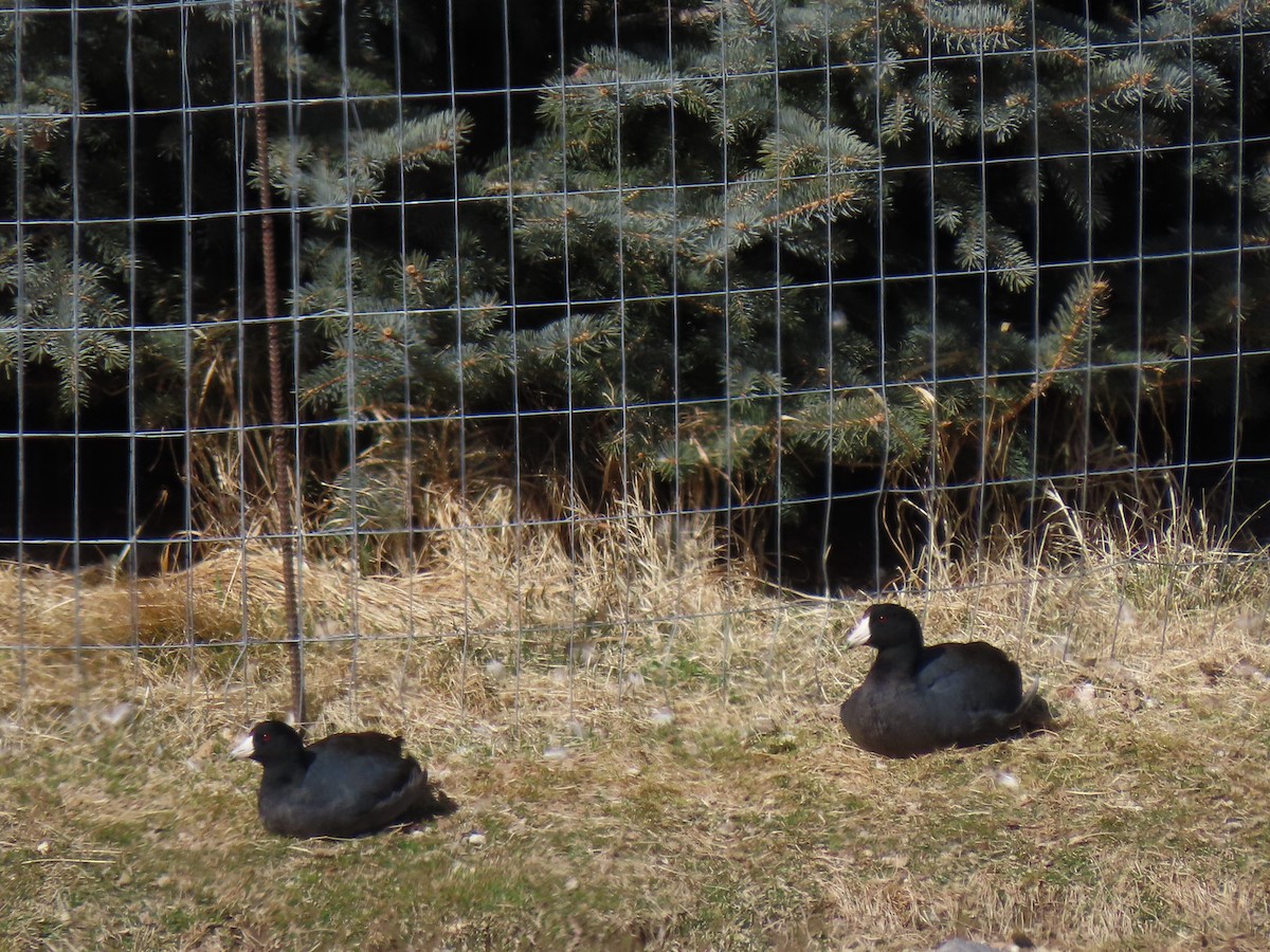 American Coot - ML426176351