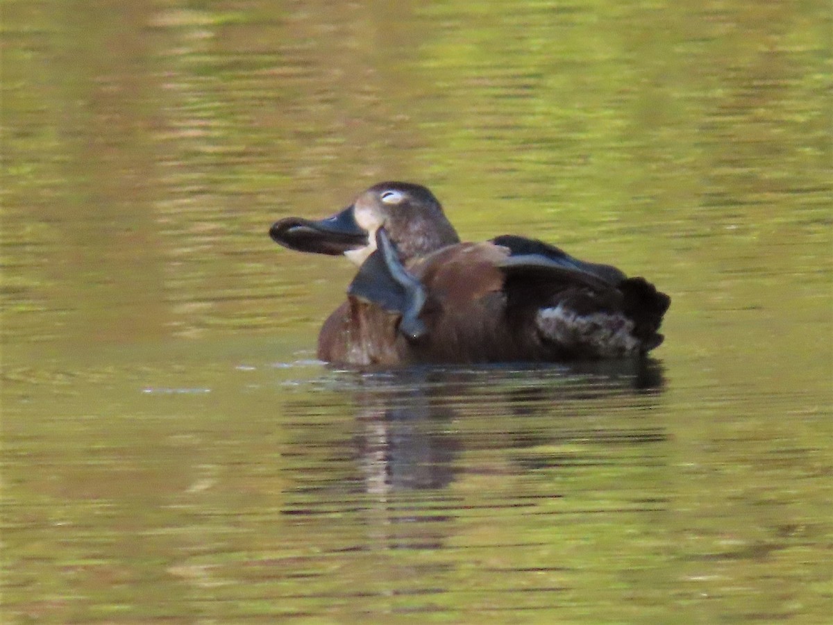 Ring-necked Duck - ML426176611