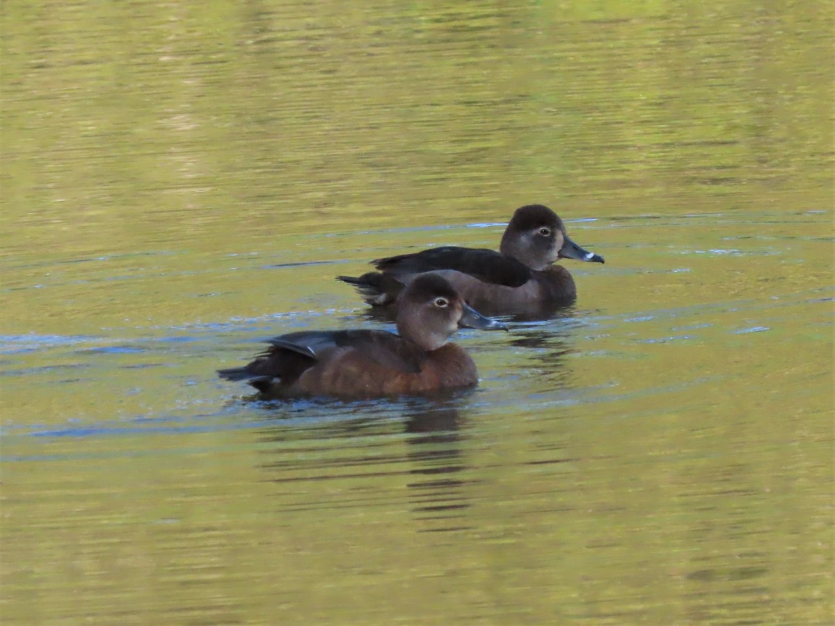 Ring-necked Duck - ML426176621