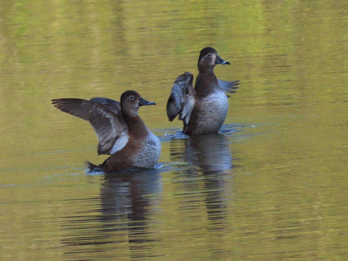 Ring-necked Duck - ML426176651