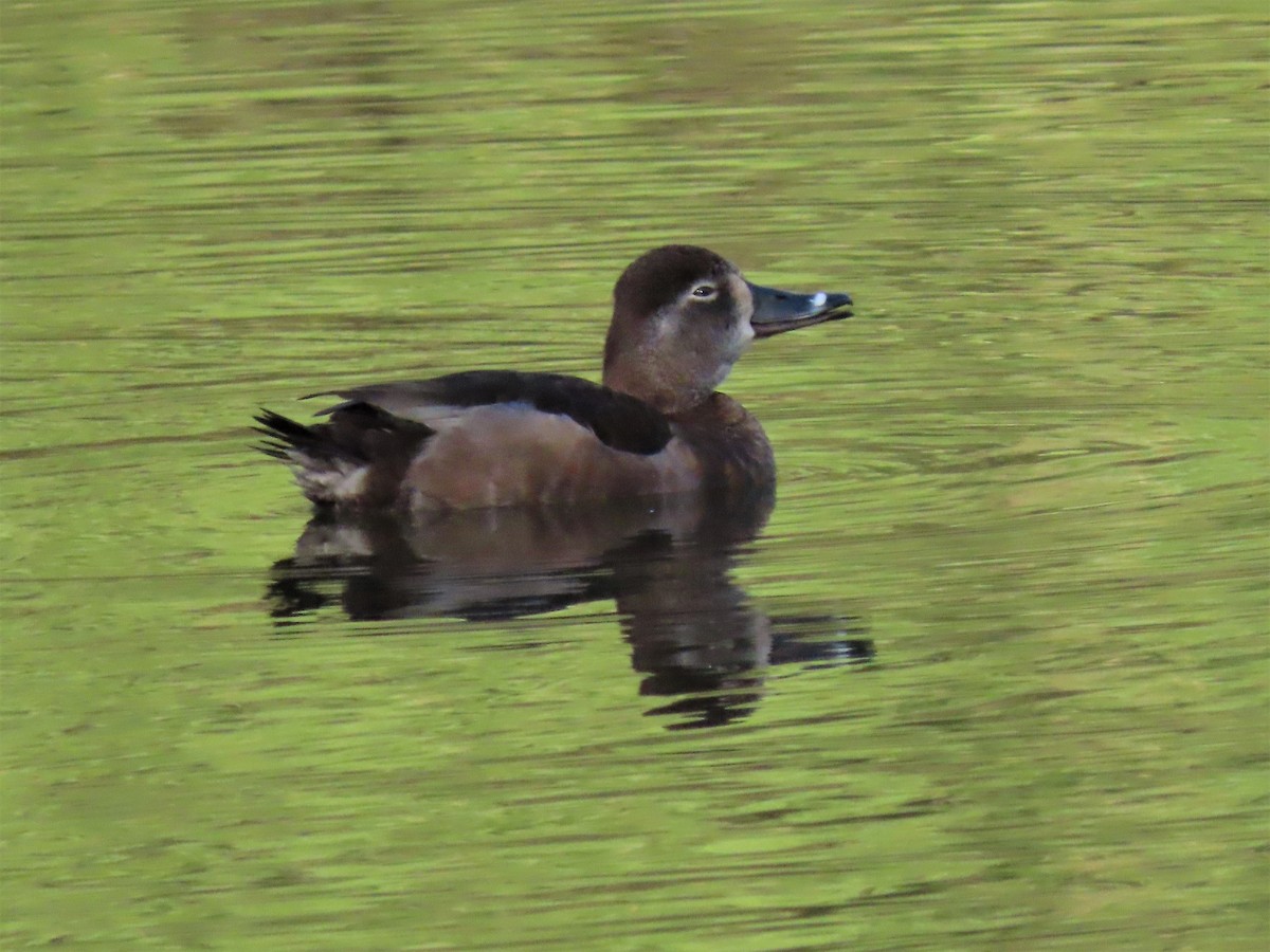 Ring-necked Duck - ML426176671