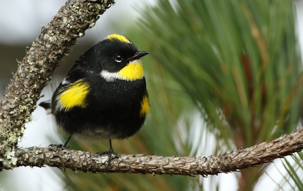 Yellow-rumped Warbler (Goldman's) - ML42617691