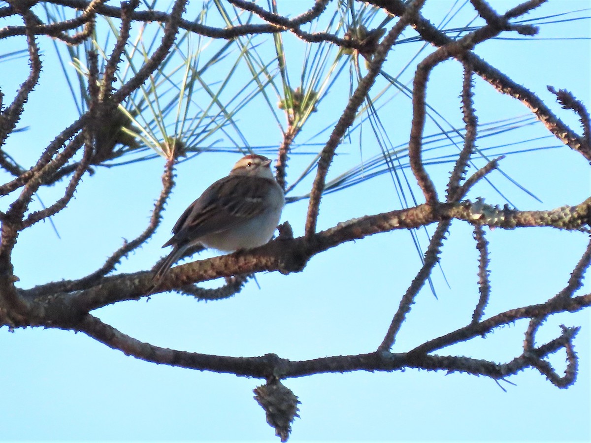 Chipping Sparrow - ML426176971