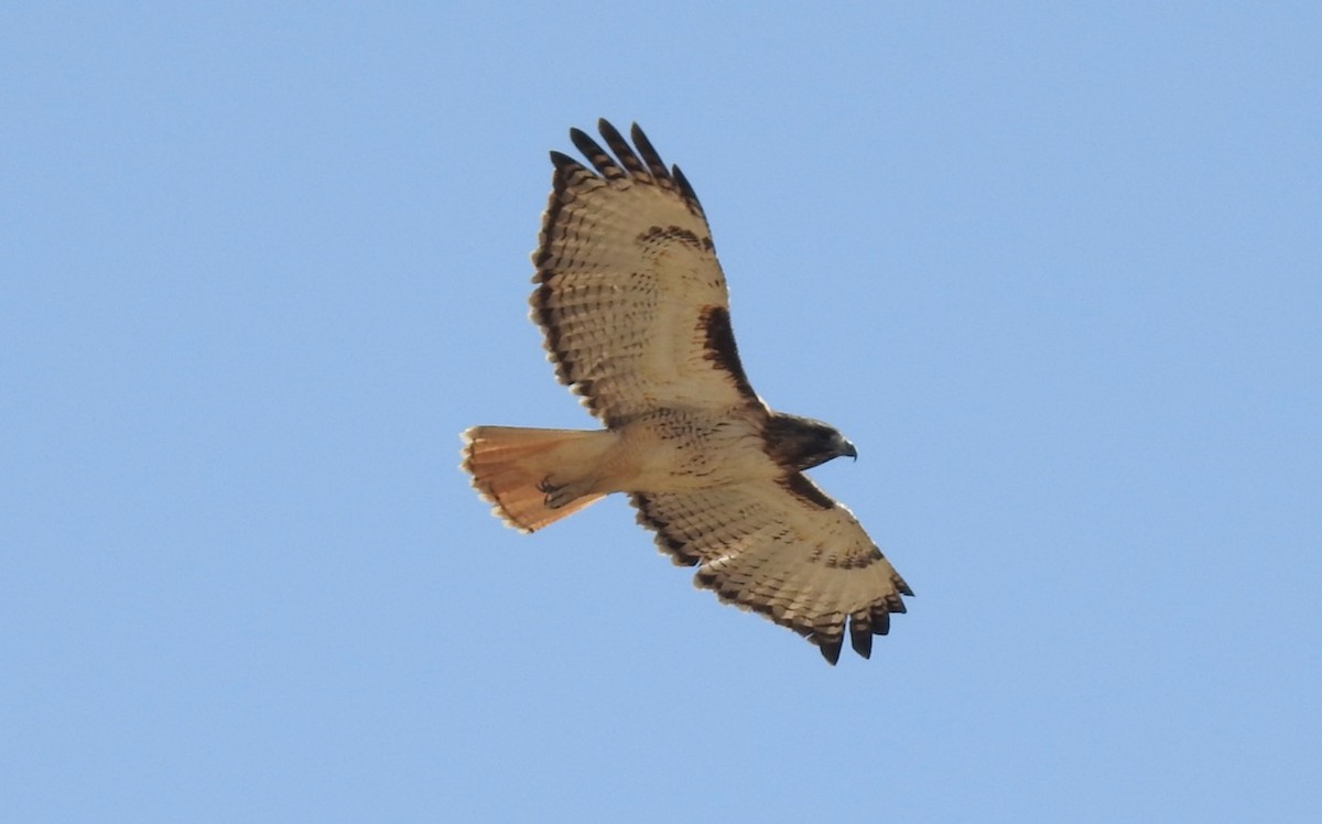 Red-tailed Hawk - ML426177781