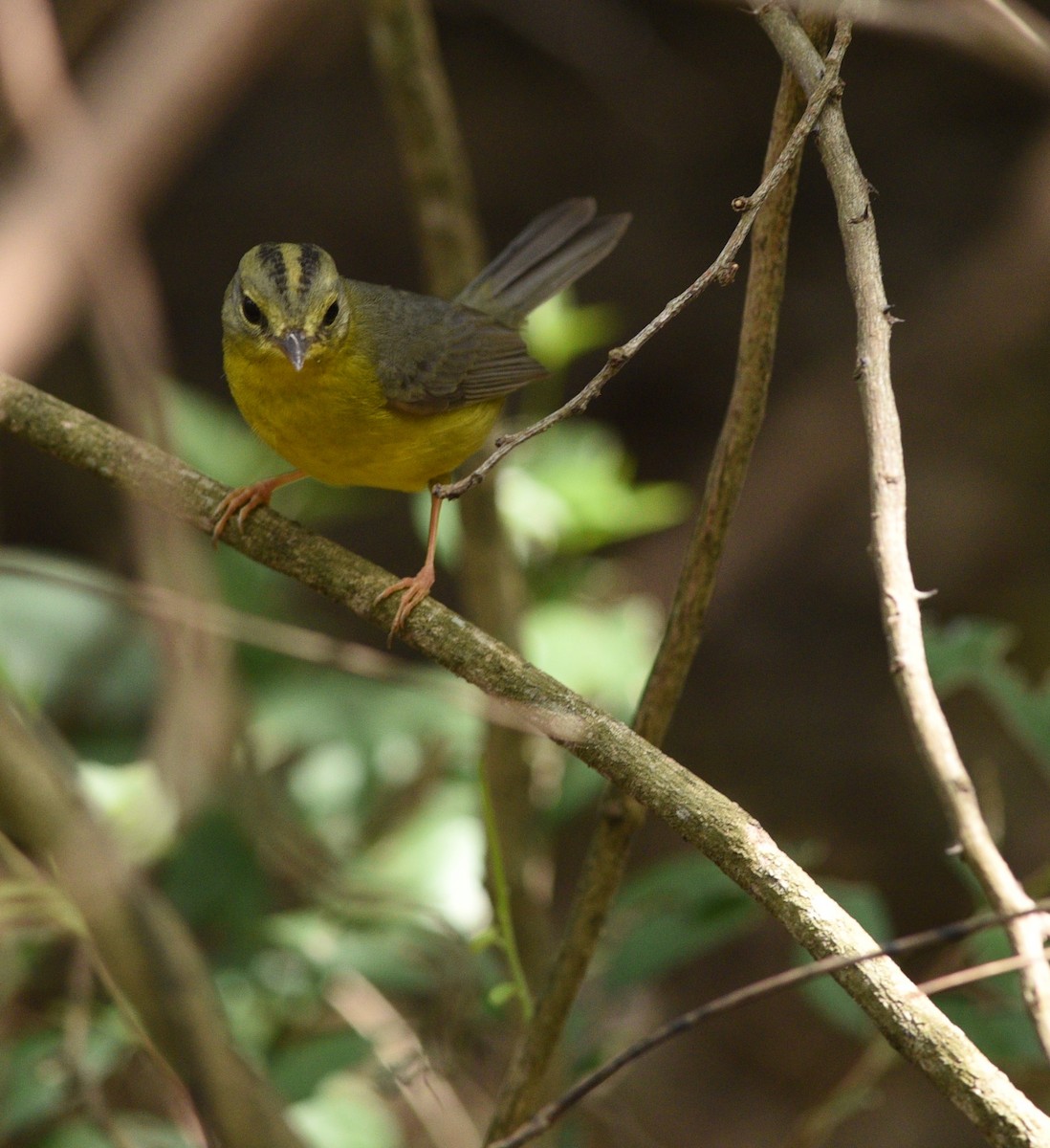 Golden-crowned Warbler - Brad Wood