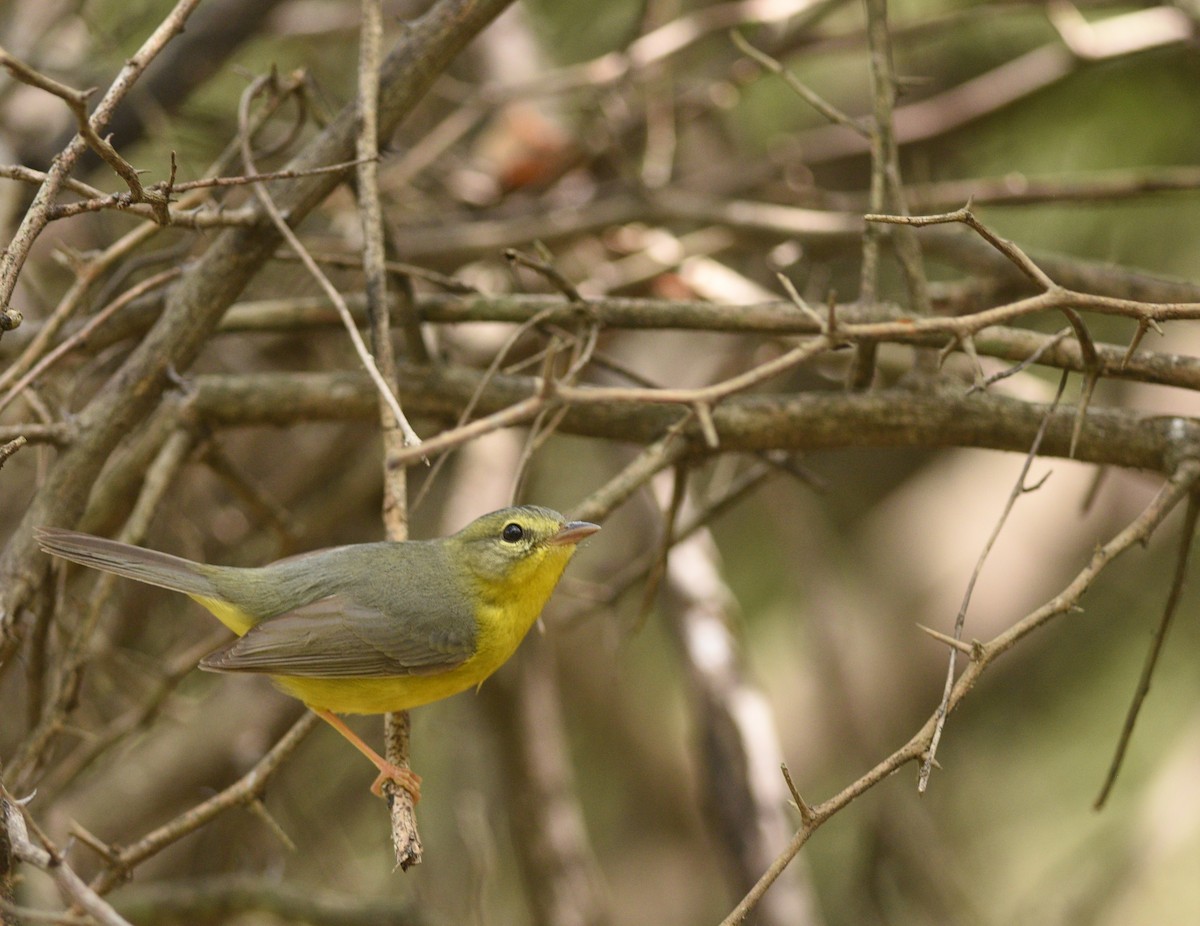 Golden-crowned Warbler - ML426179461