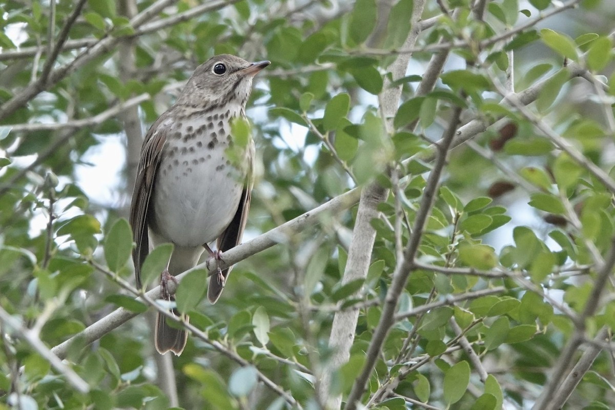 Hermit Thrush - ML426180971