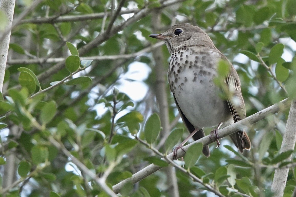 Hermit Thrush - ML426181001