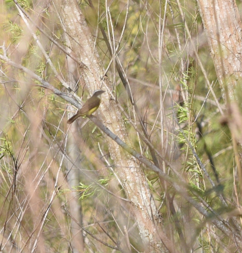 Social Flycatcher - ML426181371