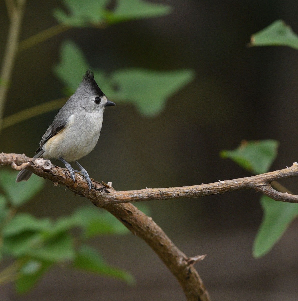 Black-crested Titmouse - ML426182081