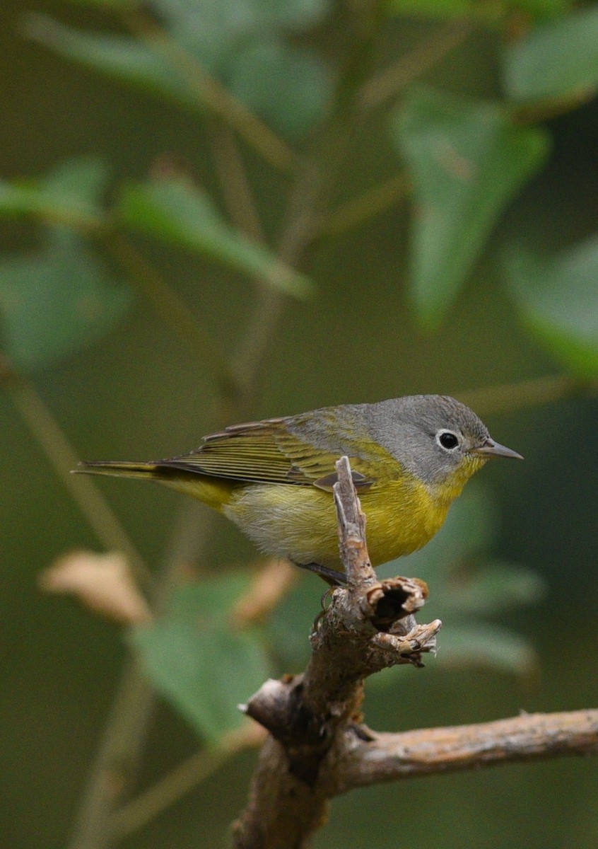 Nashville Warbler - Brad Wood