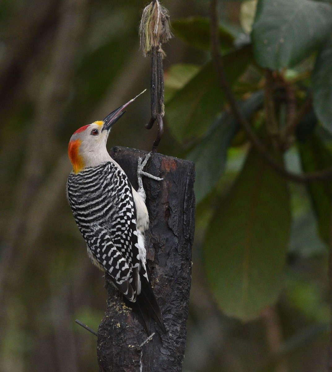 Golden-fronted Woodpecker - Brad Wood