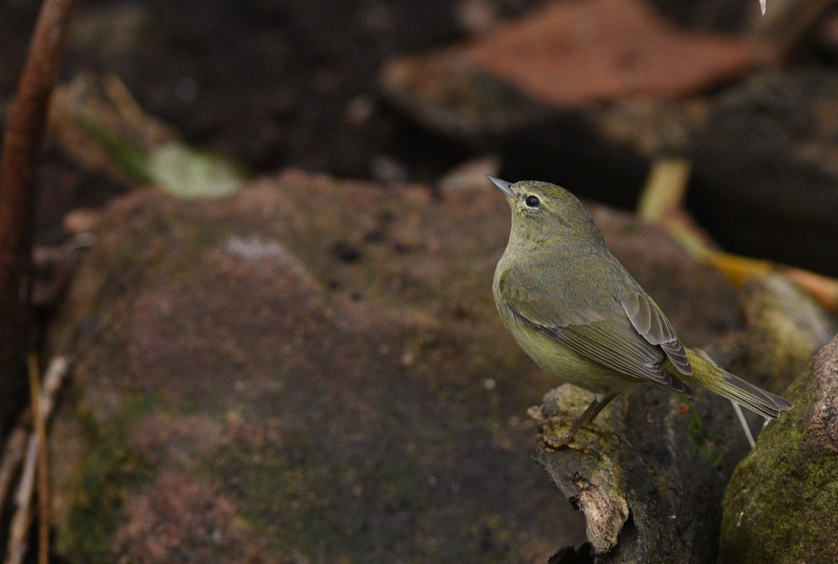 Orange-crowned Warbler - ML426182411