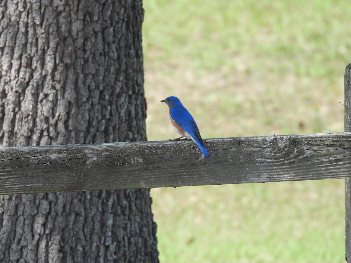 Eastern Bluebird - ML426182431