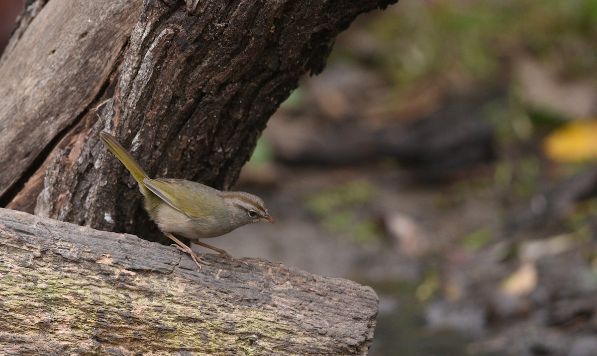 Olive Sparrow - ML426182581