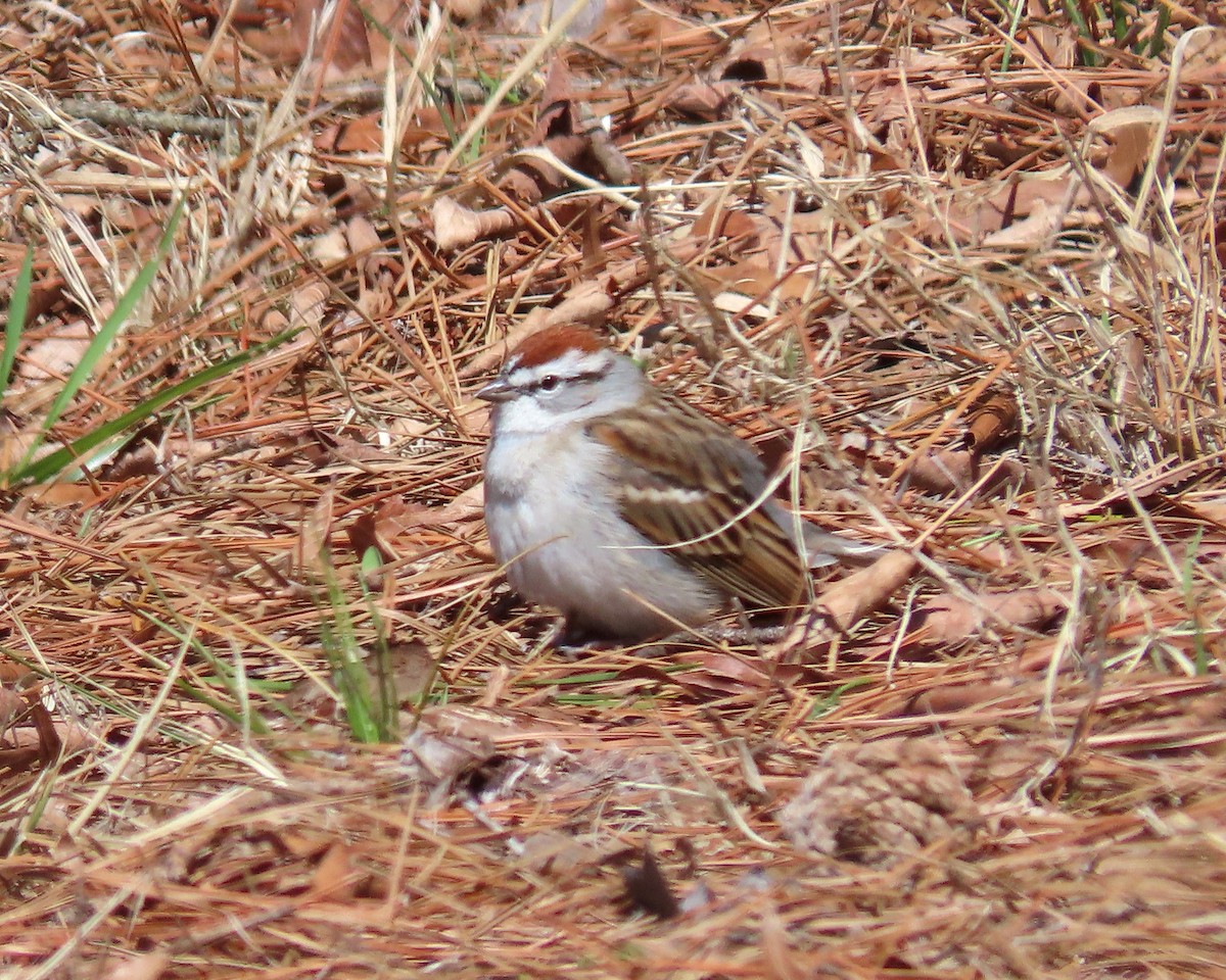 Chipping Sparrow - ML426182741