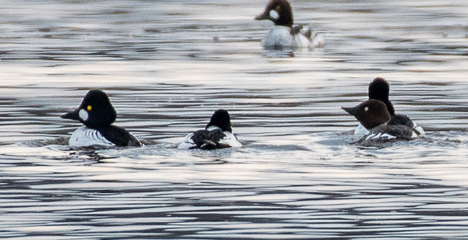 Common Goldeneye - ML426183021