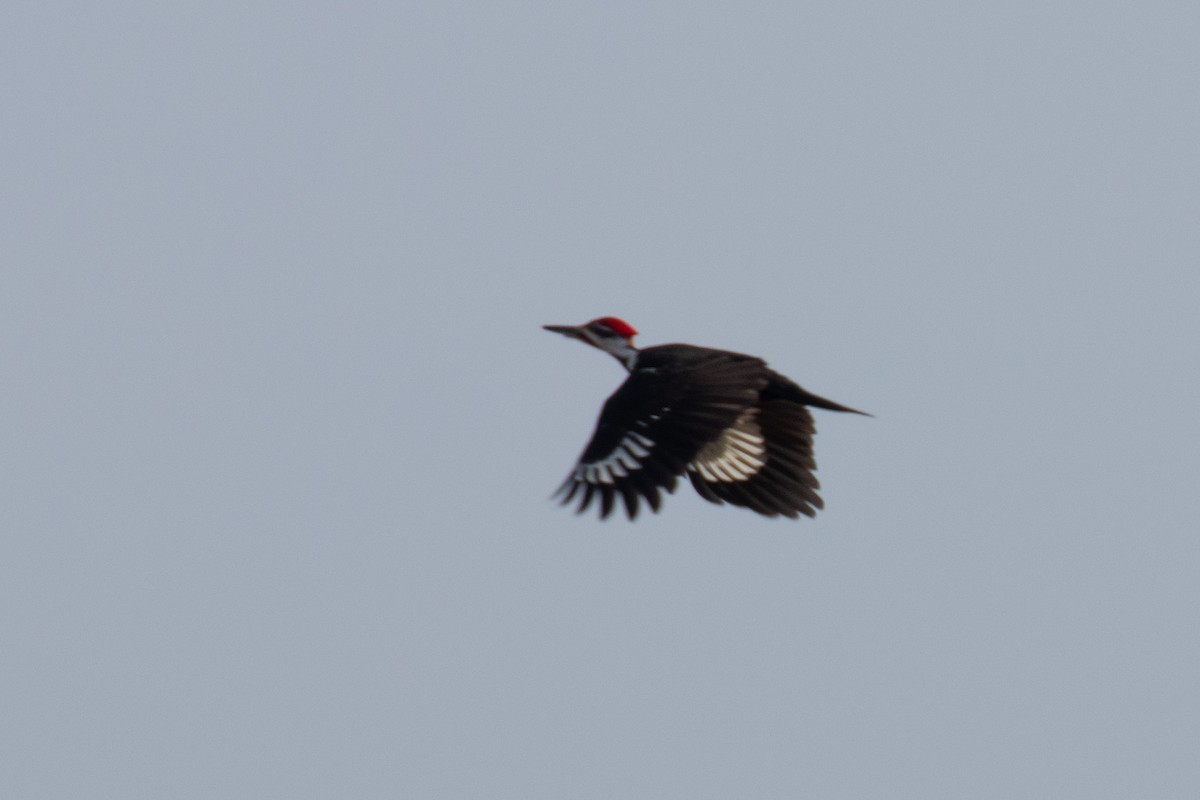 Pileated Woodpecker - ML426183761