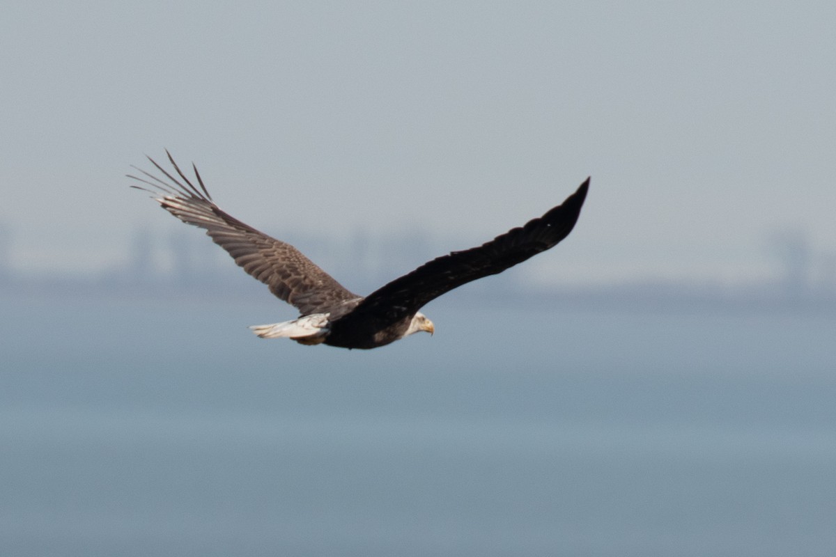 Bald Eagle - ML426183801