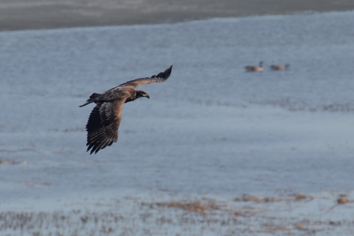 Bald Eagle - ML426183811