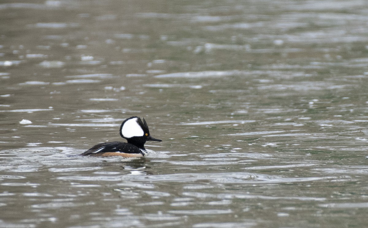 Hooded Merganser - ML426185781