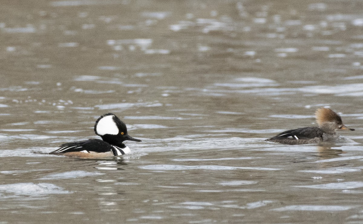 Hooded Merganser - ML426185791