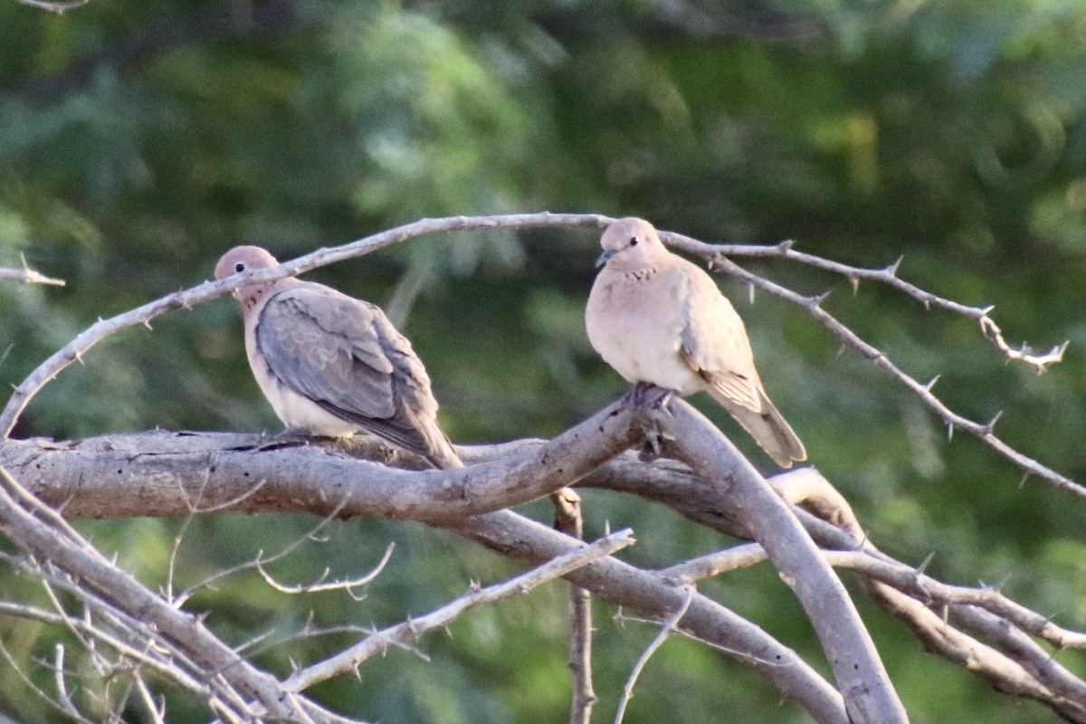 Laughing Dove - ML426186611