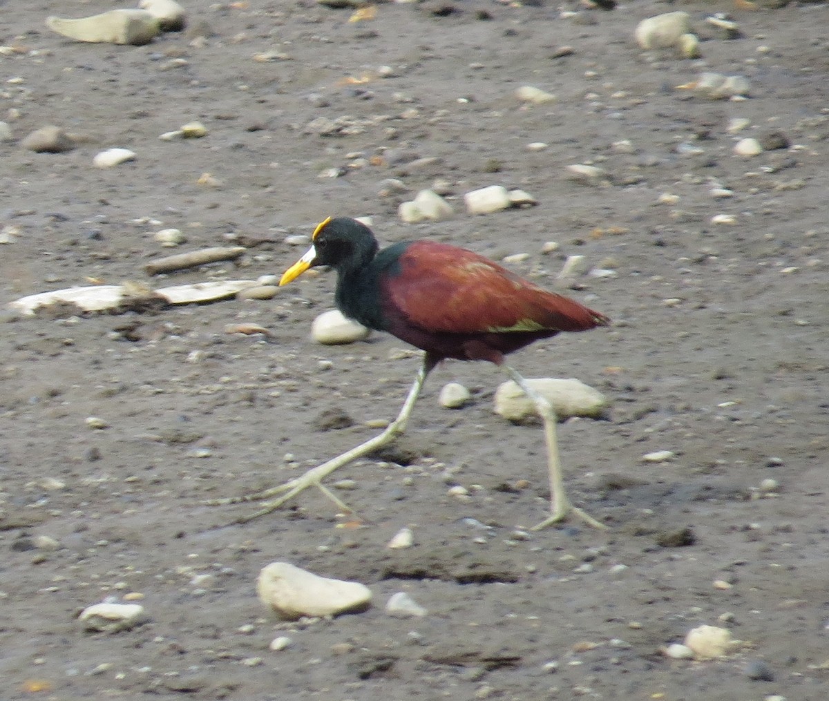 Northern Jacana - ML42618821