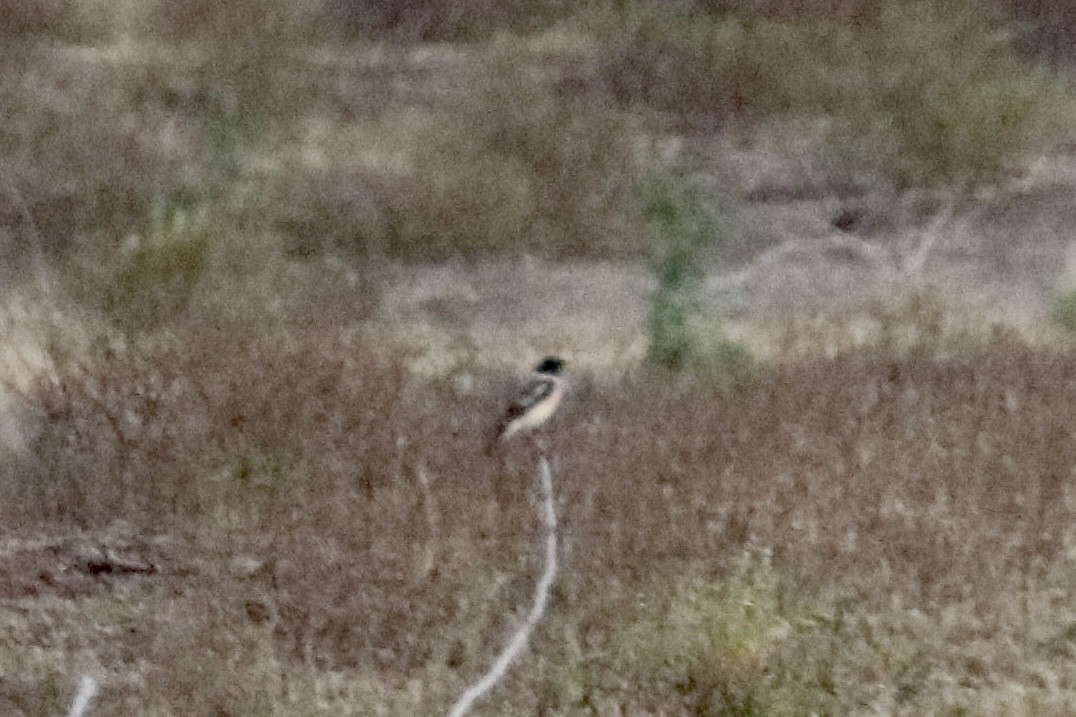 Siberian Stonechat - ML426189451