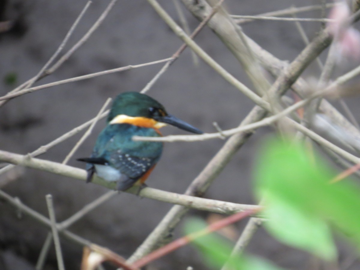 American Pygmy Kingfisher - JoAnn Potter Riggle 🦤
