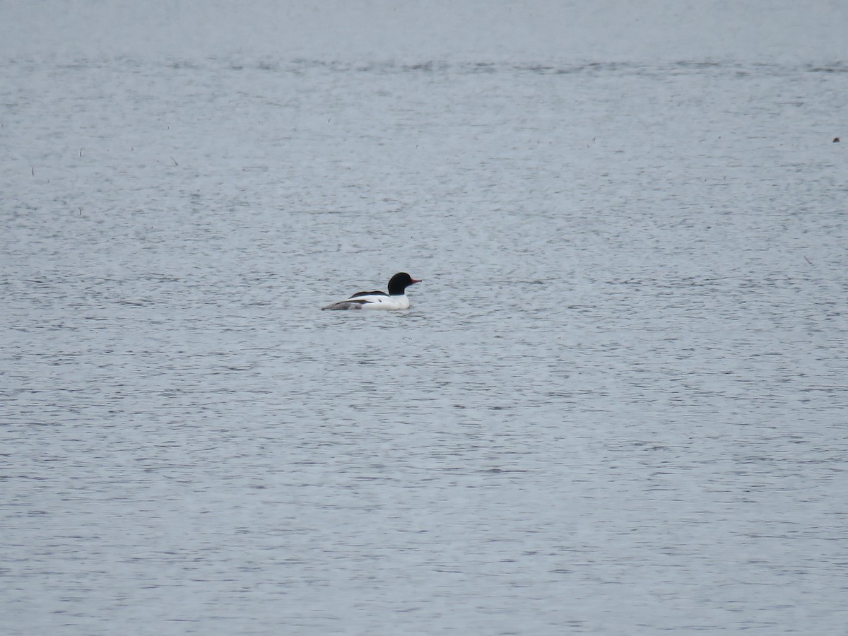 Common Merganser - ML426189961