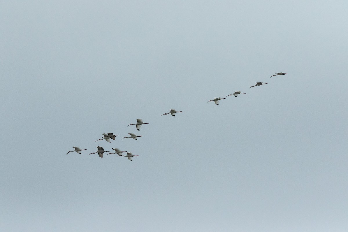 White Ibis - ML426190361