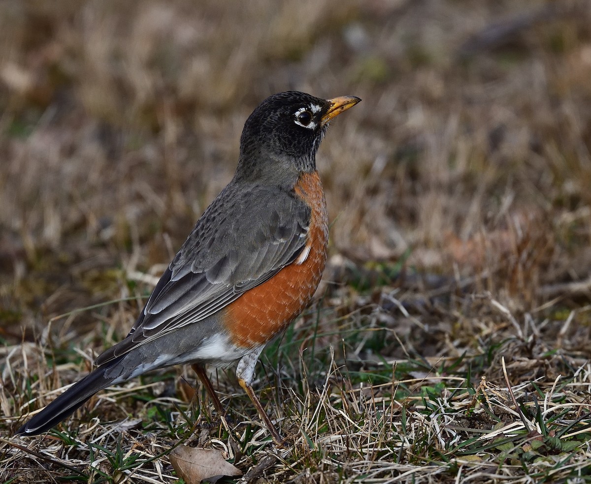 American Robin - ML426191251