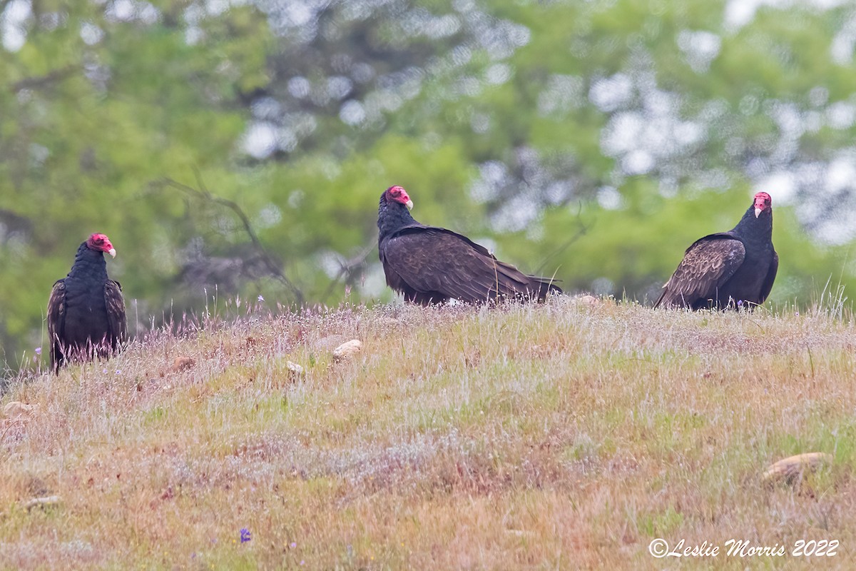 Urubu à tête rouge - ML426191301