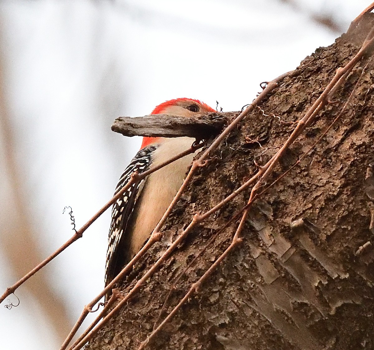 Red-bellied Woodpecker - ML426191331