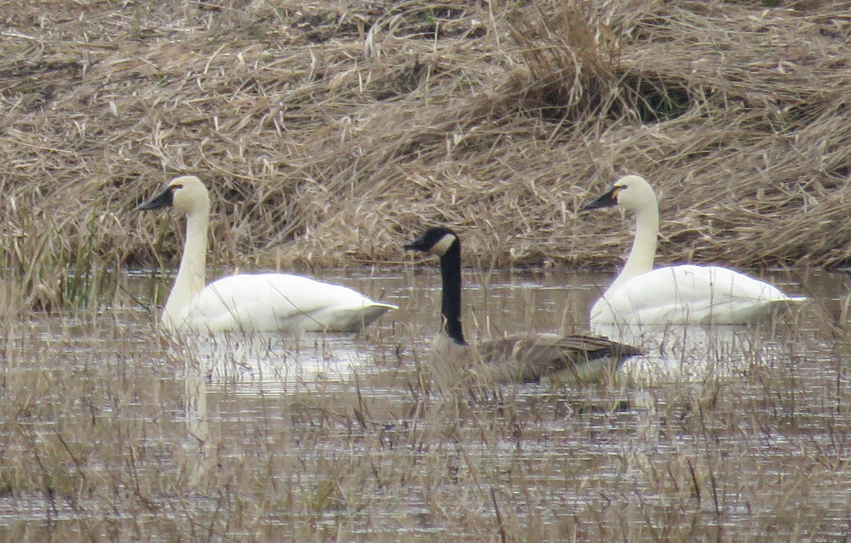 Tundra Swan - ML426191341