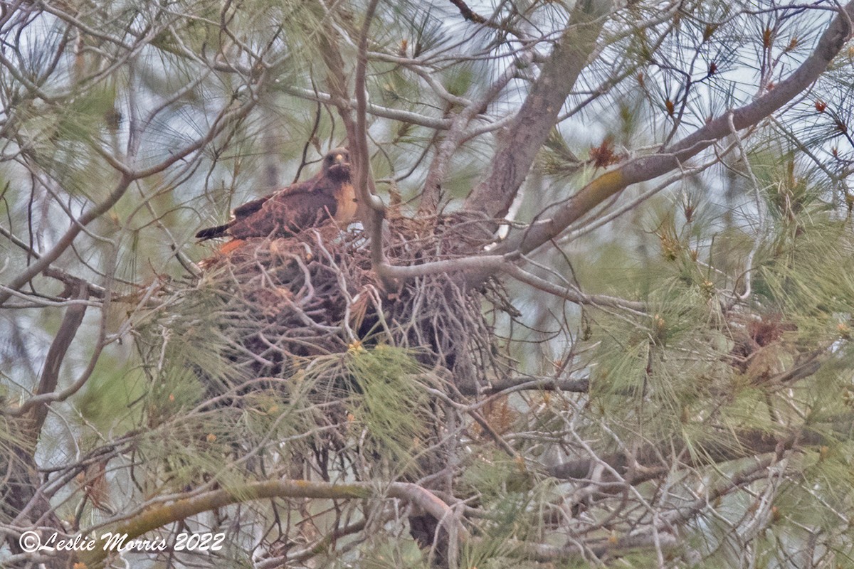 Red-tailed Hawk - ML426191421