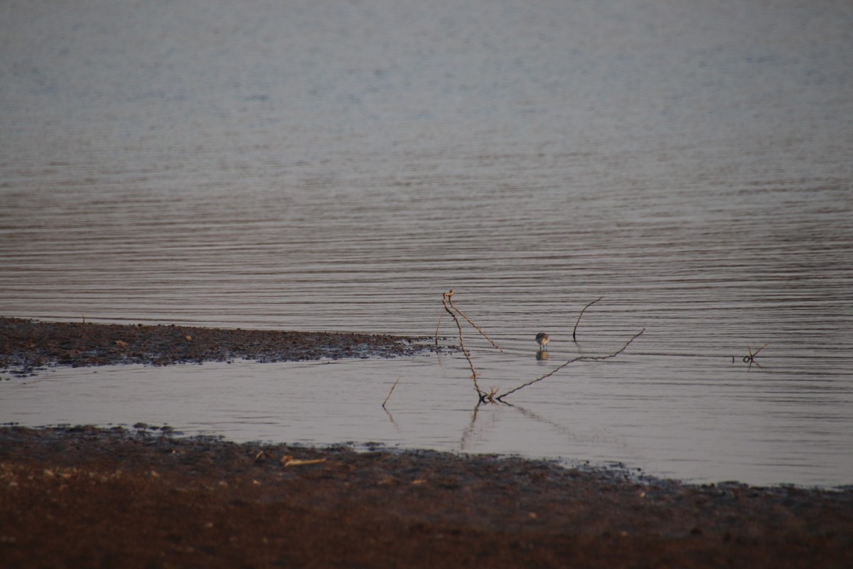 Wood Sandpiper - ML426191431