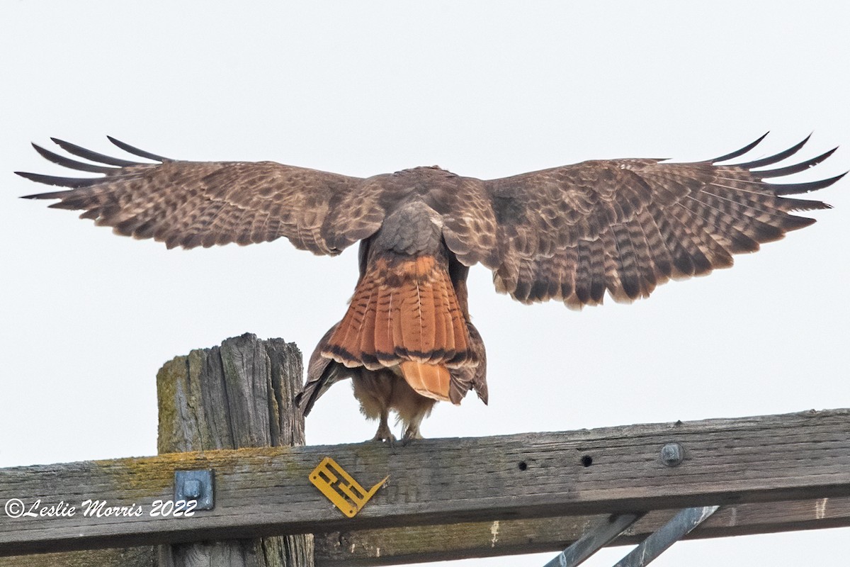 Red-tailed Hawk - Leslie Morris