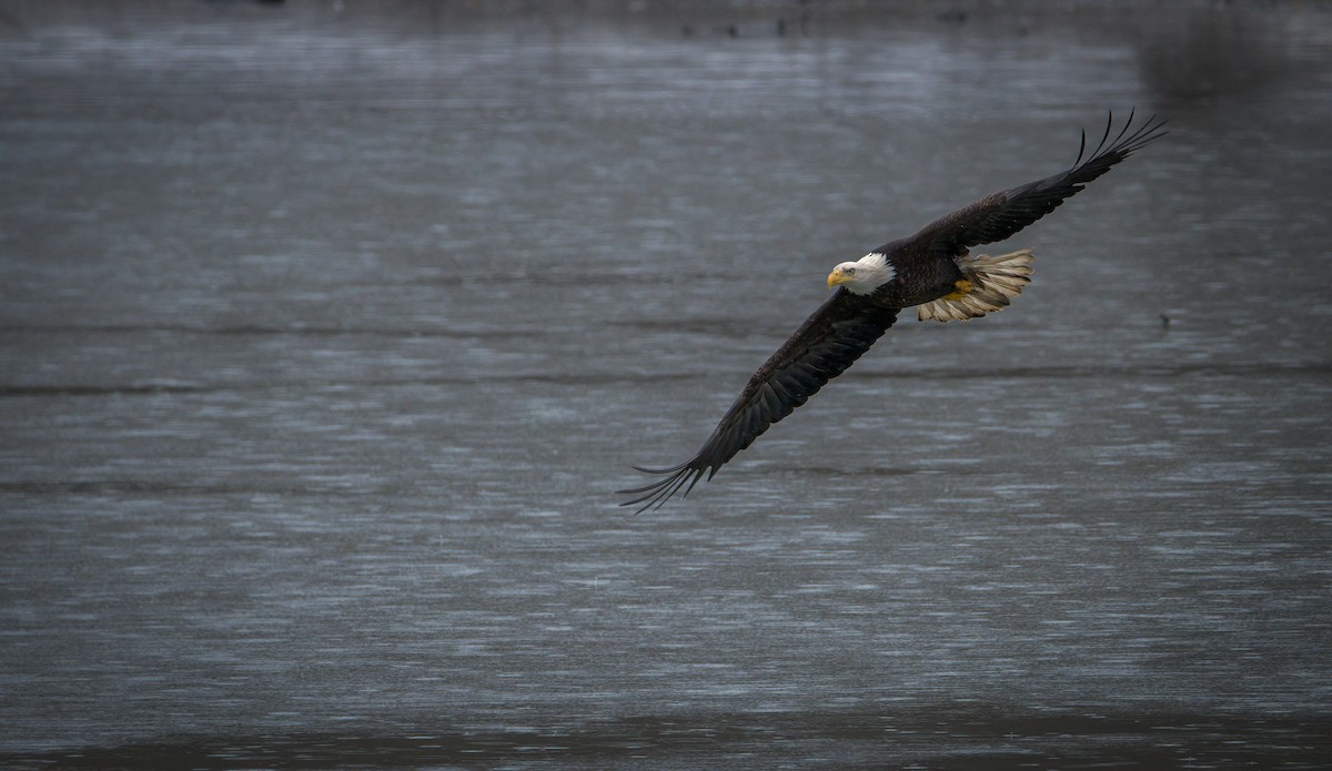Weißkopf-Seeadler - ML426191581