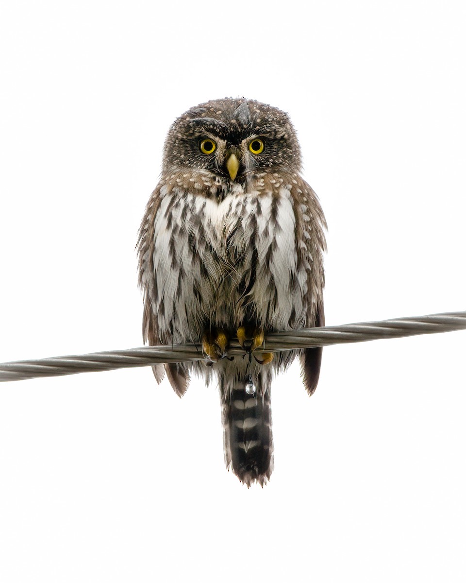 Gnomenzwergkauz - ML426191601