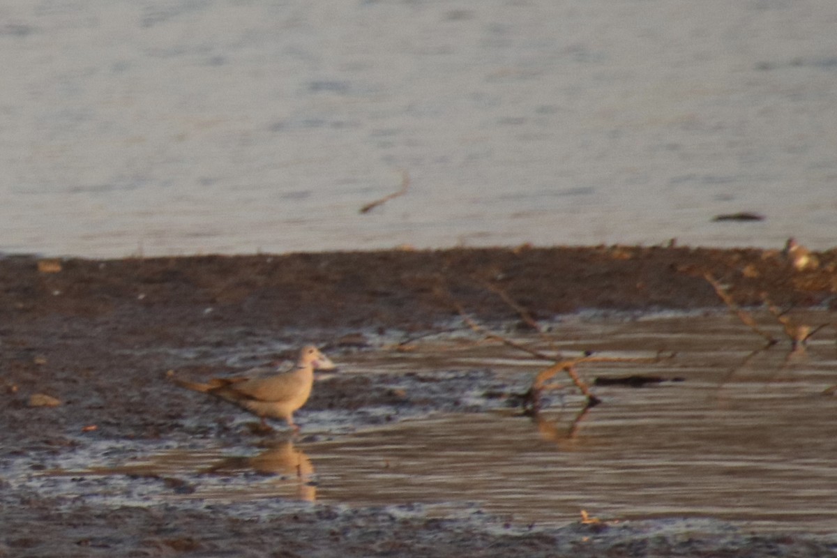 Tórtola Senegalesa - ML426191631