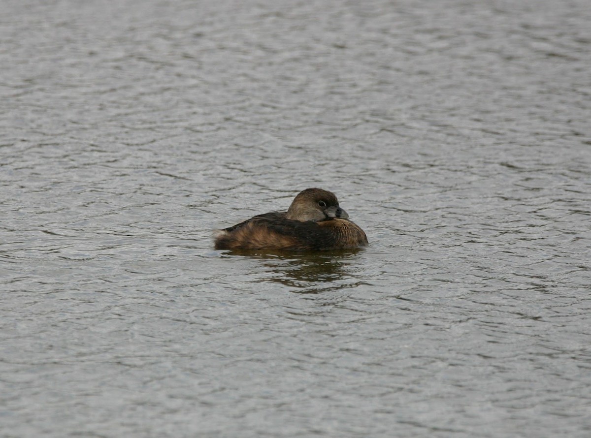 Pied-billed Grebe - Will Krohn