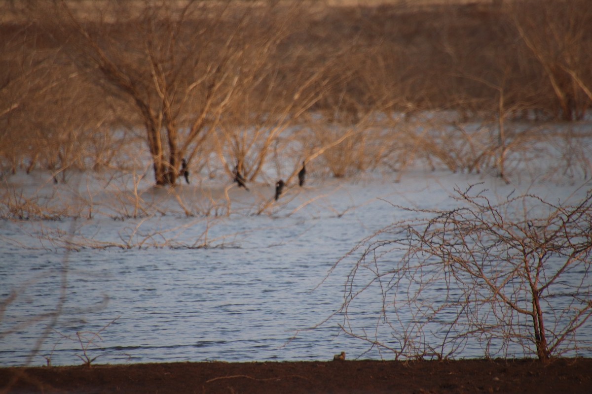 Little Cormorant - Praveen Chavan