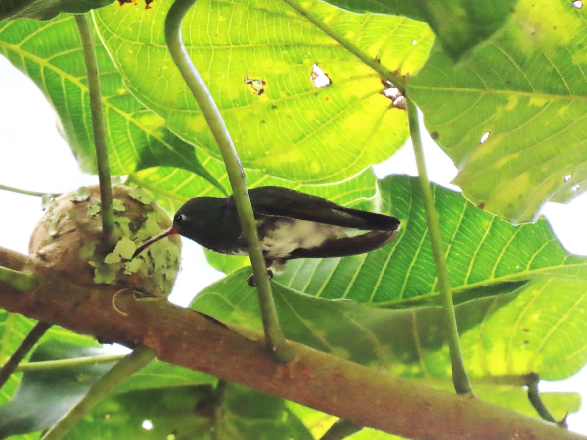 Glittering-throated Emerald - ML426192081