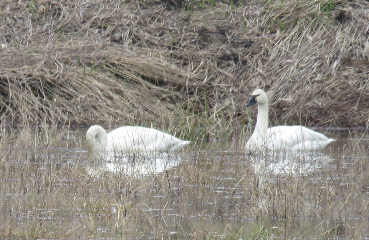 Tundra Swan - ML426192611