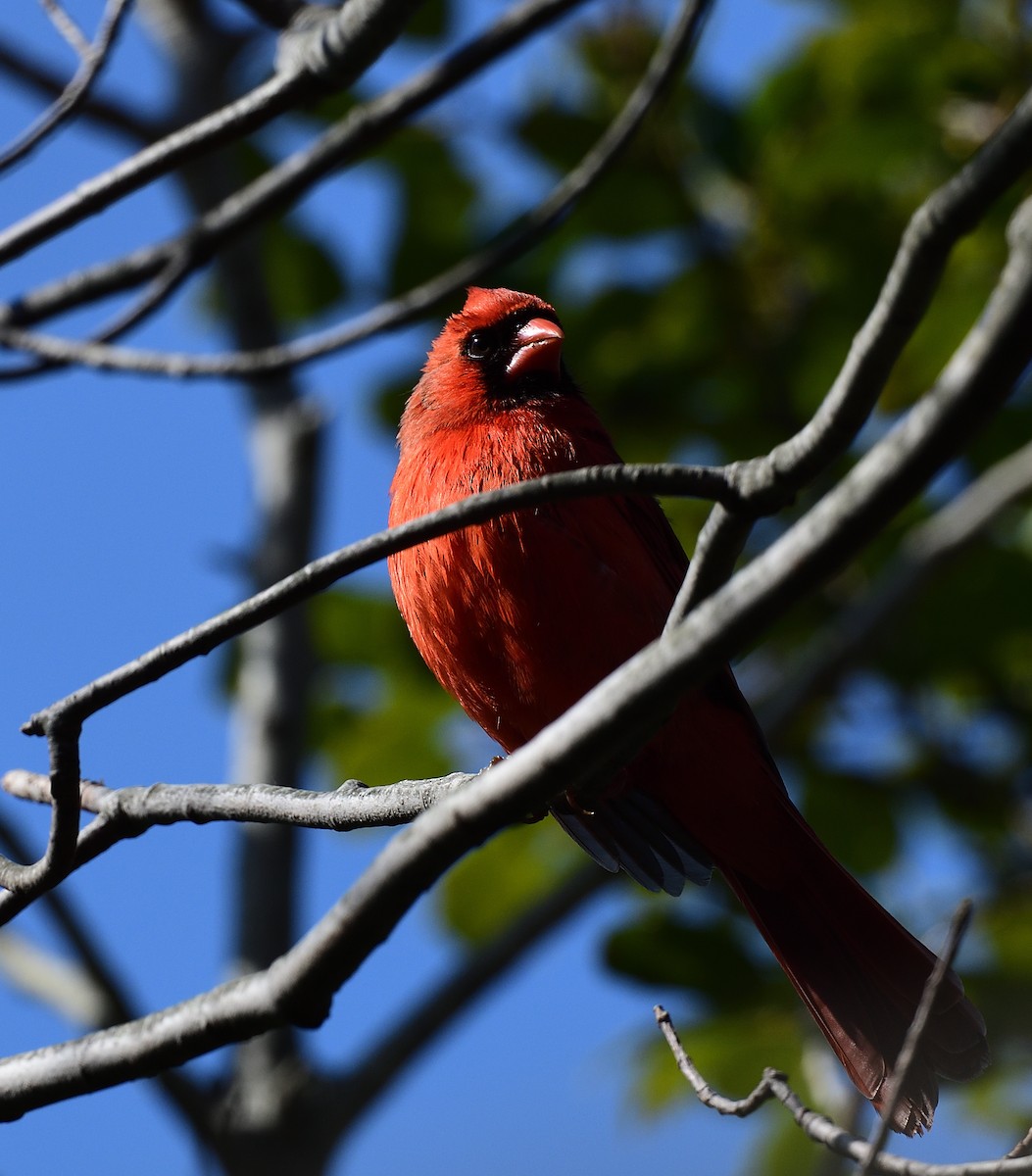 Cardinal rouge - ML426192641