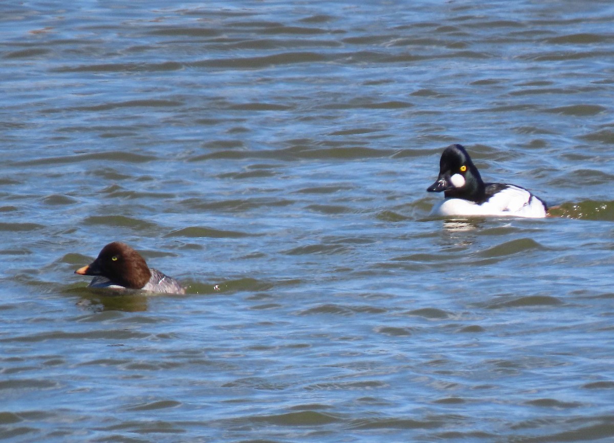 Common Goldeneye - ML426194201