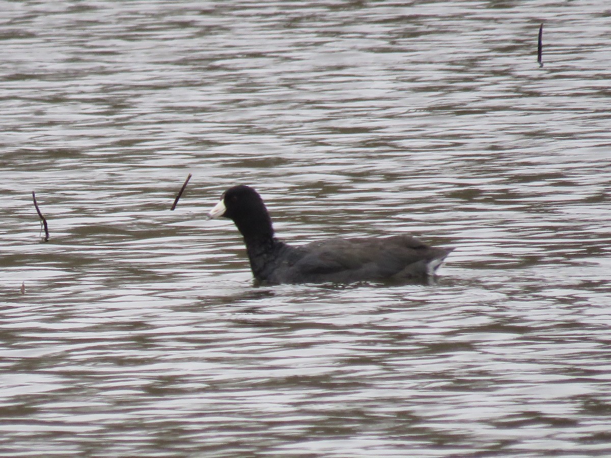 American Coot - Calen Randall