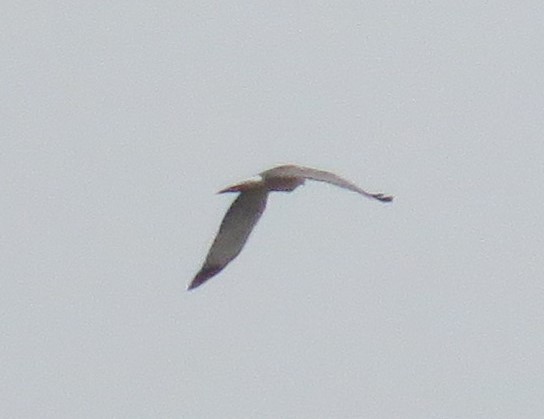 Northern Harrier - ML426194501